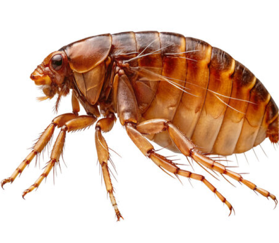 image(4) cockroaches
