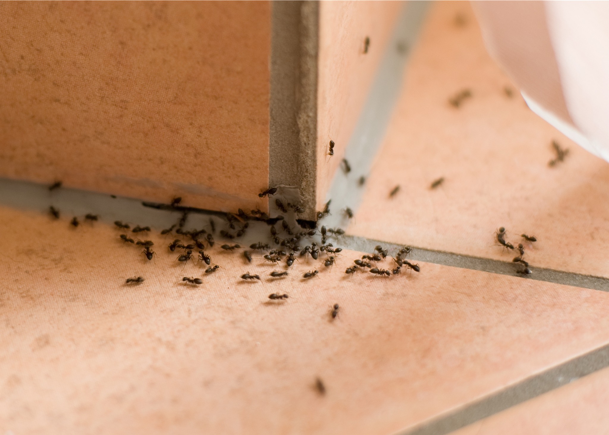 Ants-in-kitchen-angies-list Salisbury Premium Pest Control: best pest control for ants