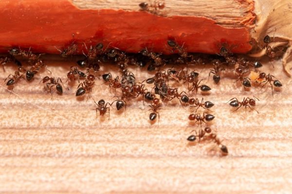 Ant Control Salisbury Ant Control Salisbury