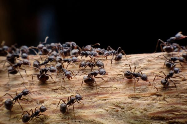 Ant Control Service Salisbury (2) Ant Control Service Salisbury