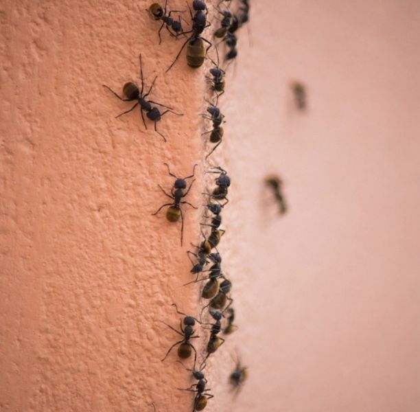 Ant Control Service Salisbury Ant Control Service Salisbury