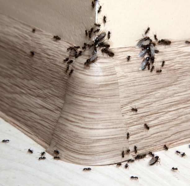 Ant Control Service Ant Control Service