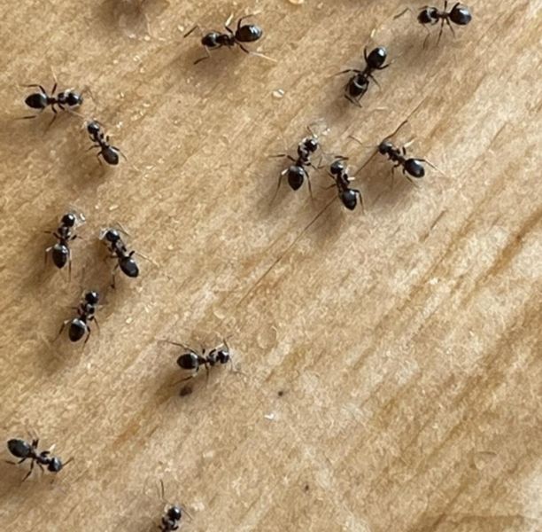 Ant Control in Salisbury Ant Control in Salisbury