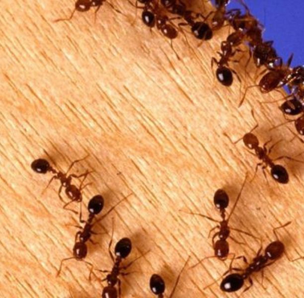 _Ant Infestations Salisbury (1) Ant Infestations Salisbury