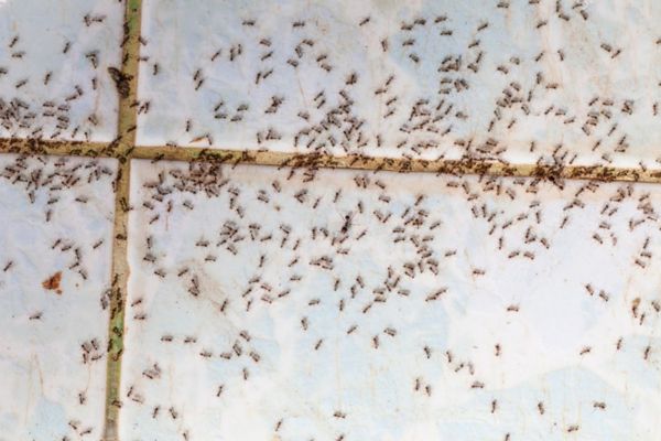 _Ant Infestations Salisbury Ant Infestations Salisbury