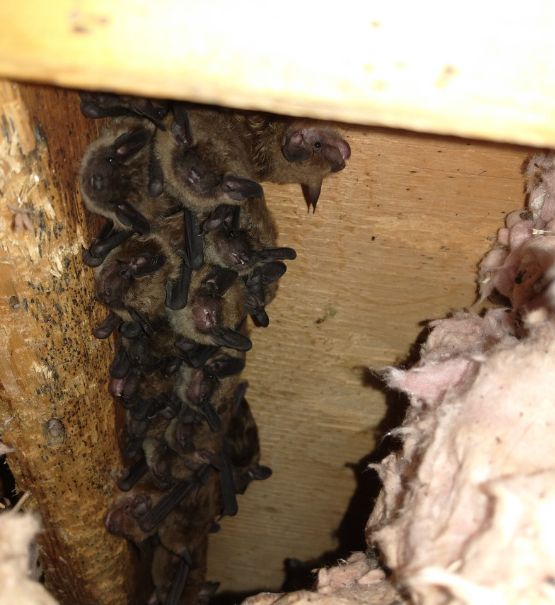 Bat Exclusion Services in Salisbury (1) Bat Exclusion Services in Salisbury