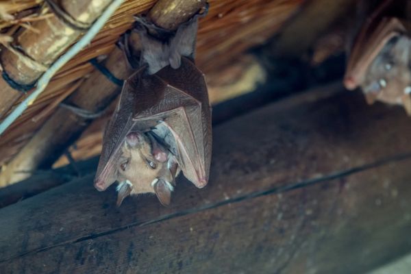 Bat Exclusion Services in Salisbury (2) Bat Removal Services in Salisbury