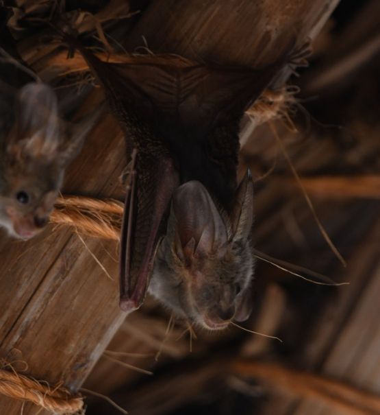 Bat Exclusion Services Bat Exclusion Services Salisbury