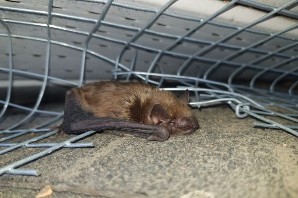 Bat Removal Services in Salisbury (1) Bat Removal Services in Salisbury