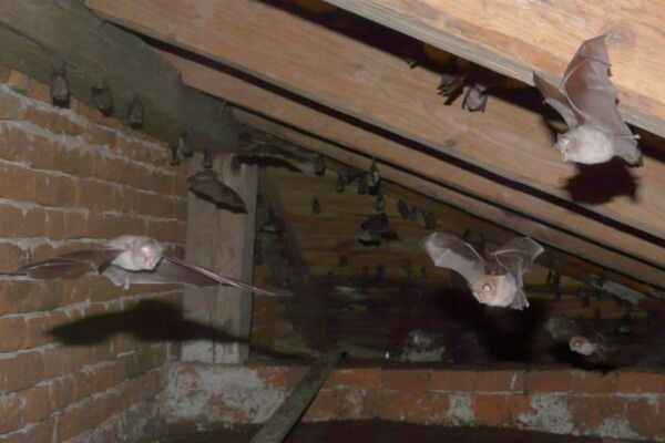 Bat Removal Services in Salisbury (3) Bat Removal Services in Salisbury