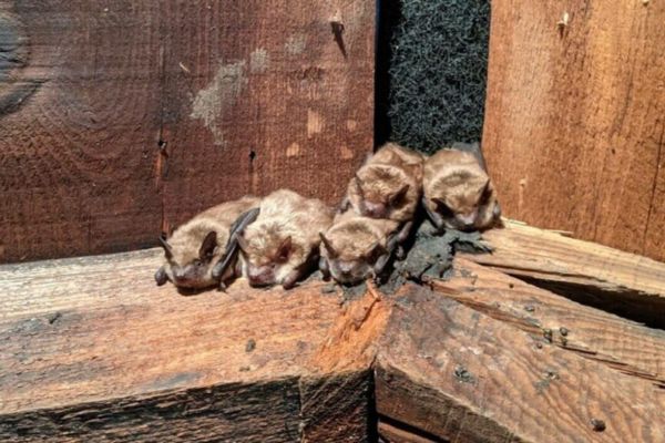 Bat Removal Services in Salisbury (4) Bat Removal Services in Salisbury