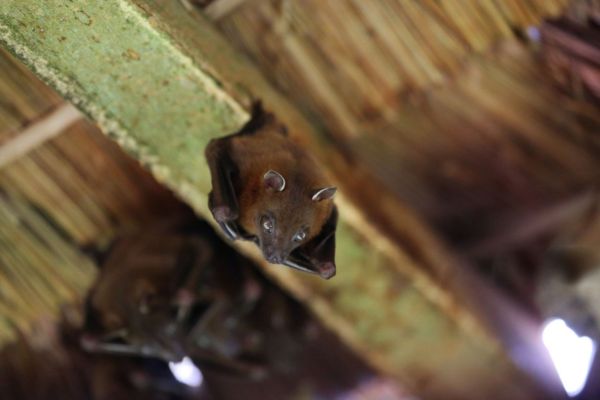 Bat Removal Services in Salisbury (7) Bat Removal Services in Salisbury
