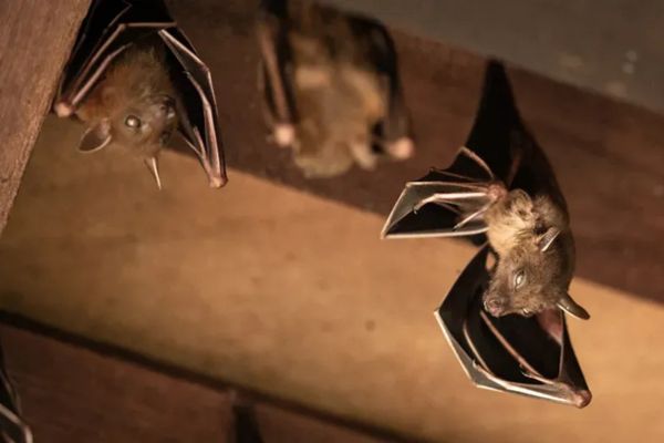 Bat Removal Services in Salisbury (8) Bat Removal Services in Salisbury