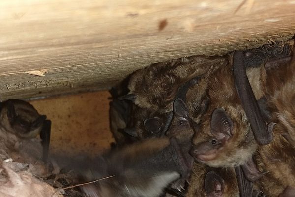 Bat Removal Services in Salisbury (9) Bat Removal Services in Salisbury