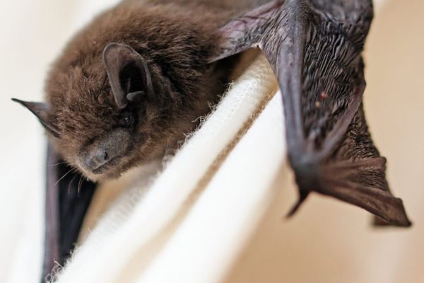 Bat Removal Services in Salisbury Bat Removal Services in Salisbury