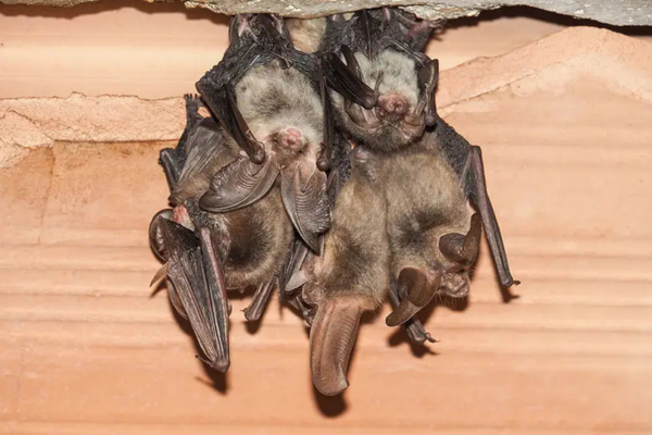 Bat Removal Services in Salisbury Bat Removal Services in Salisbury