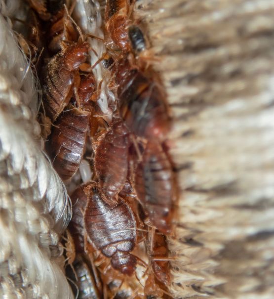 Bed bug contorle Bed Bugs Controle