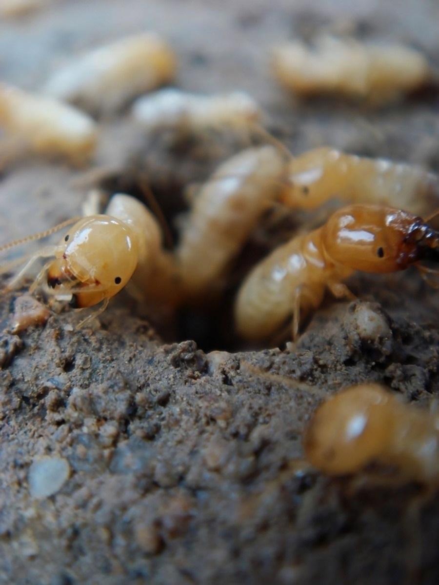 DeWatermark.ai_1752299646958 Termite Control for Residential & Commercial