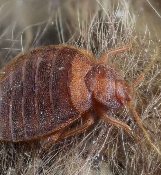 Emergency bed bug removal Emergency bed bug removal