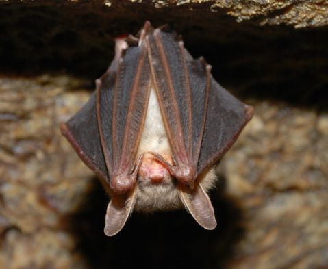 Exterminator for Bats in Salisbury Exterminator for Bats in Salisbury