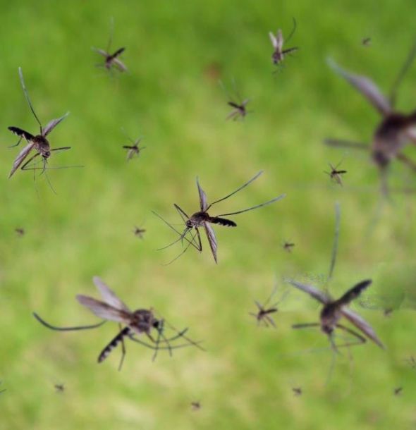 Mosquito Infestations Salisbury Mosquito Infestations Salisbury