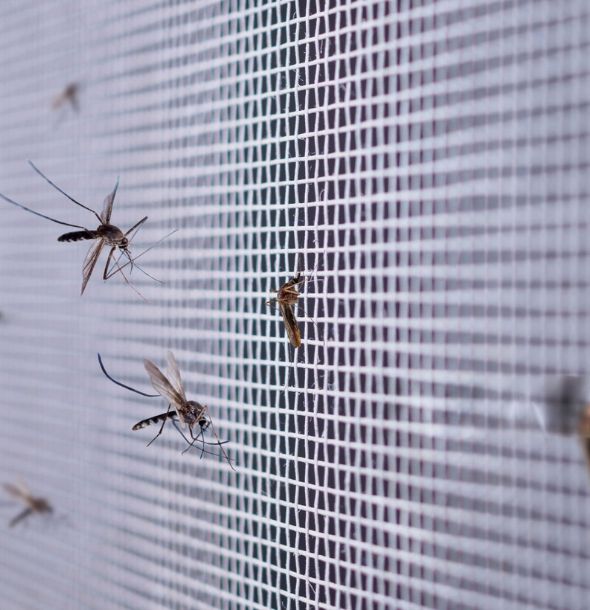 Mosquito Removal Service (1) Mosquito Removal Service