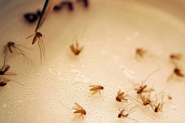 Mosquitoes Control Services (1) Mosquito Infestations Salisbury