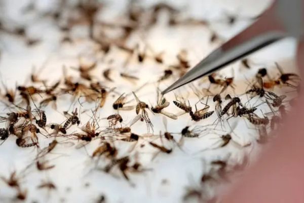 Mosquitoes Control Services Process Mosquito Infestations Salisbury