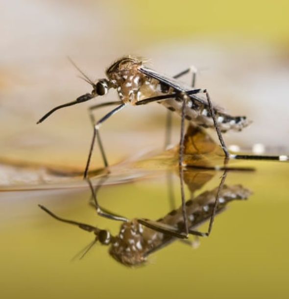 Mosquitoes Control Services Salisbury Mosquitoes Control Services Salisbury