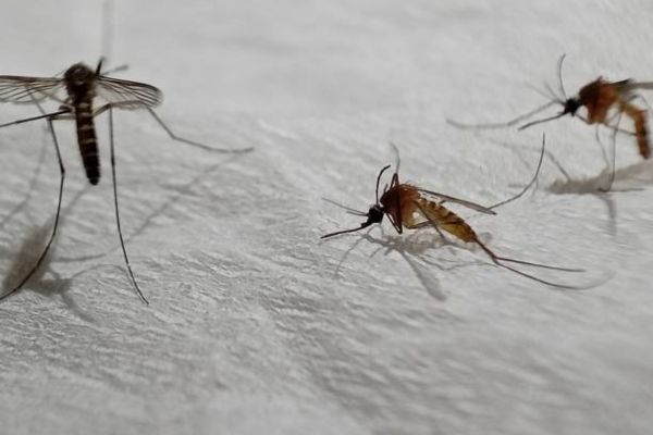 Mosquitoes Control Services in Salisbury (1) Mosquitoes Control Services in Salisbury