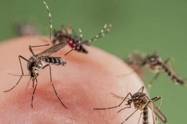 Mosquitoes Control Services in Salisbury Mosquitoes Control Services in Salisbury