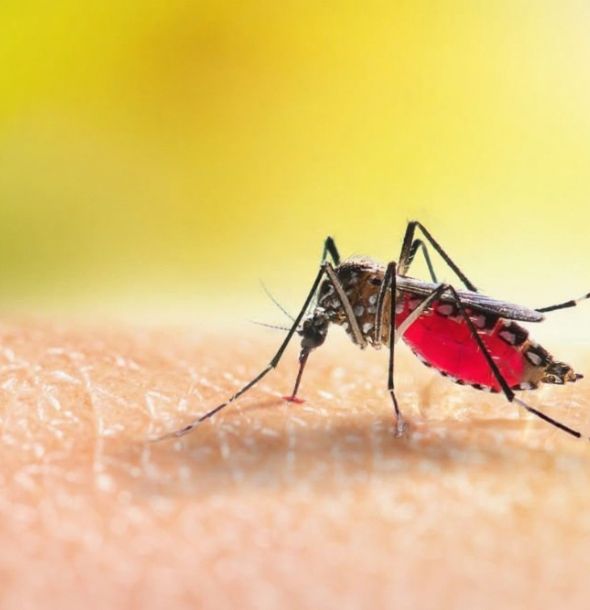 Mosquitoes Control Services Mosquitoes Control Services