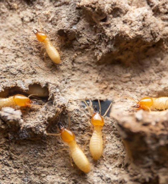 Prevent Future Termite Infestations Salisbury's Premium Pest Control|Termite Control Salisbury