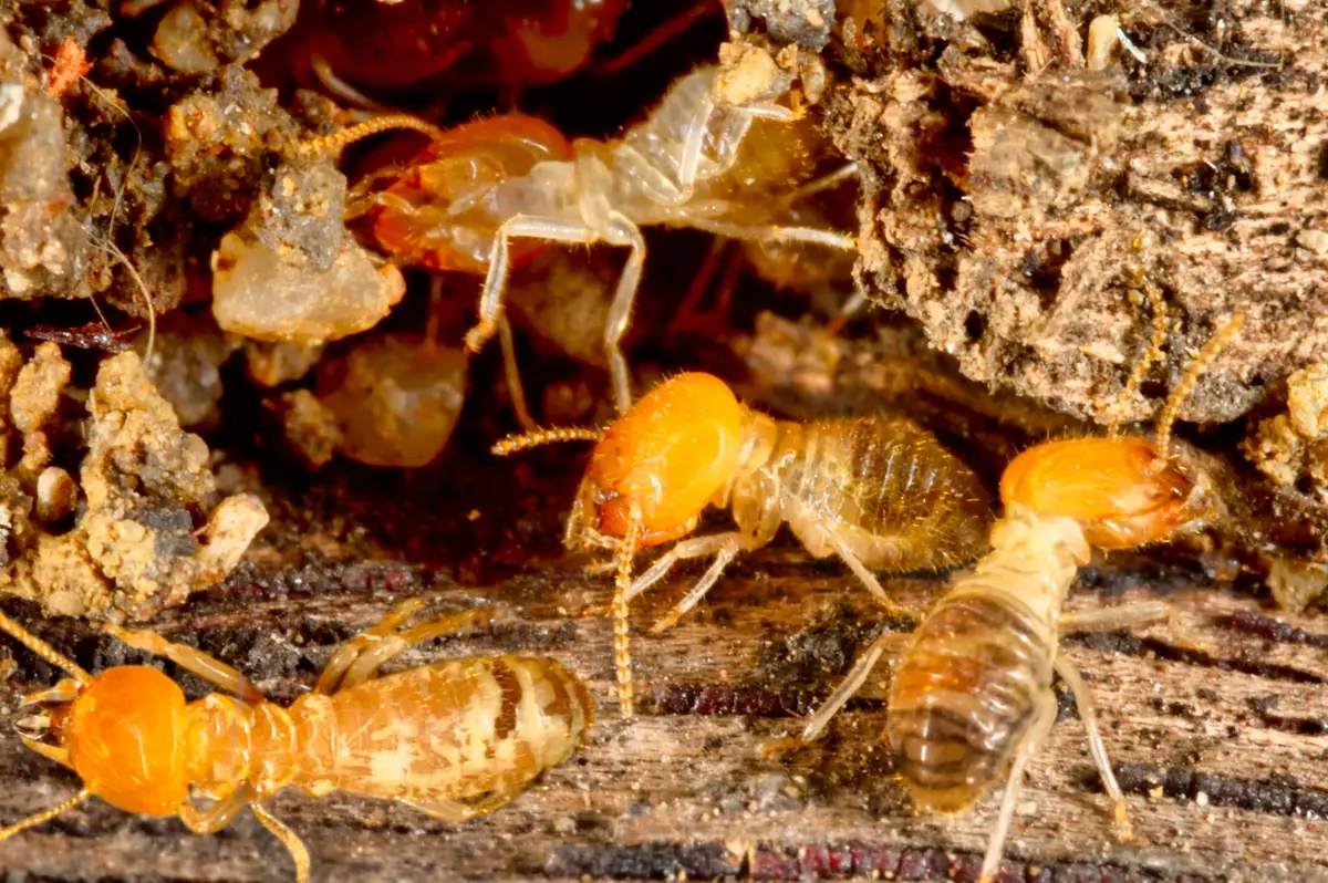 Termite-Species-2 Salisbury's Premium Pest Control Locally Owned