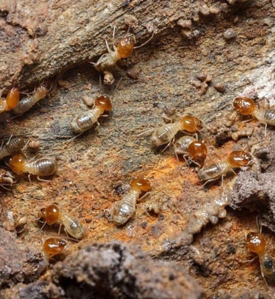 Termite controle 1 Professional Termite Treatment in Salisbury