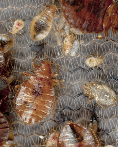 bed-bug-skins bed-bug-skins