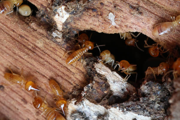 istockphoto-2163359611-612×612 Termite Ongoing Monitoring