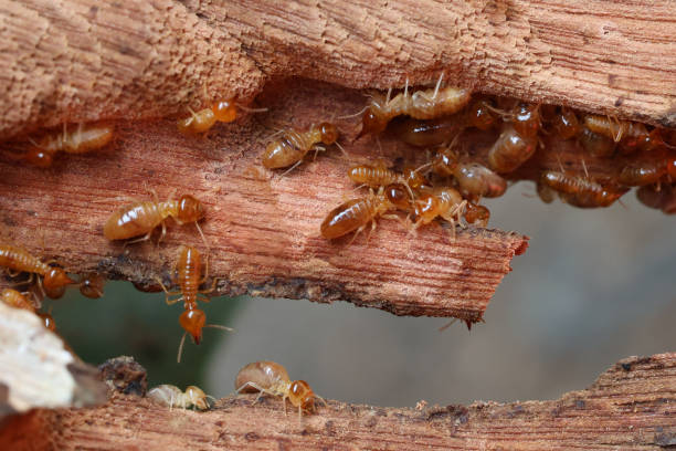 istockphoto-2185108066-612×612 Termite Property Inspection