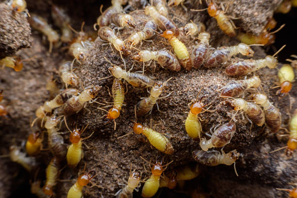 Hordes of termites building their nest Eco-Friendly Termite Treatment Options