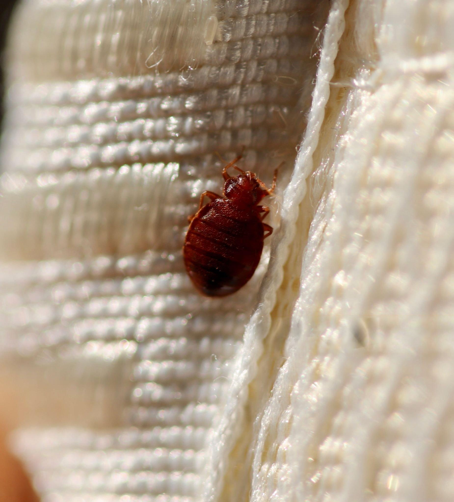 result_0 Bed Bug Control Service