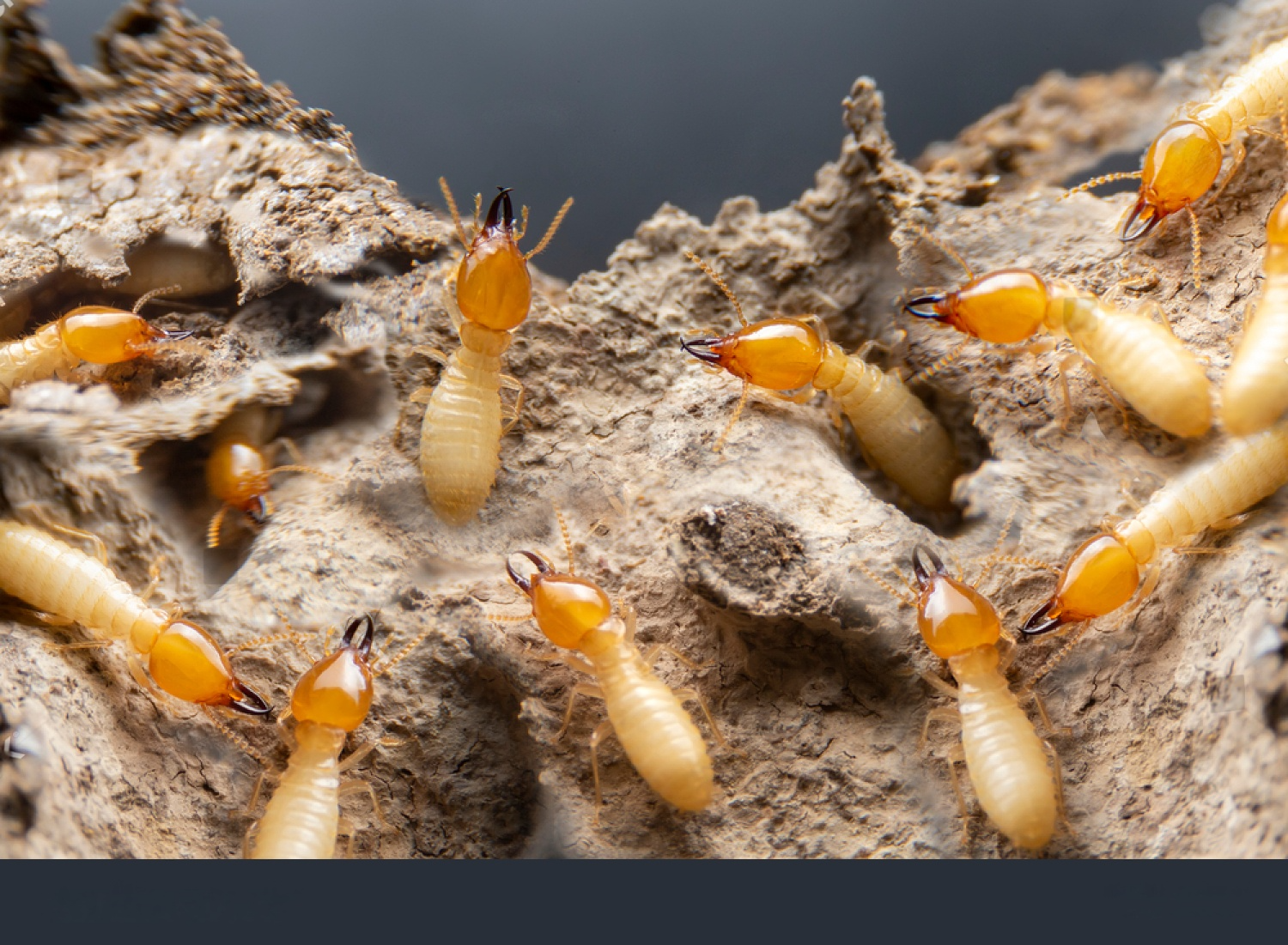 result_0 Licensed & Experienced TermiteTechnicians