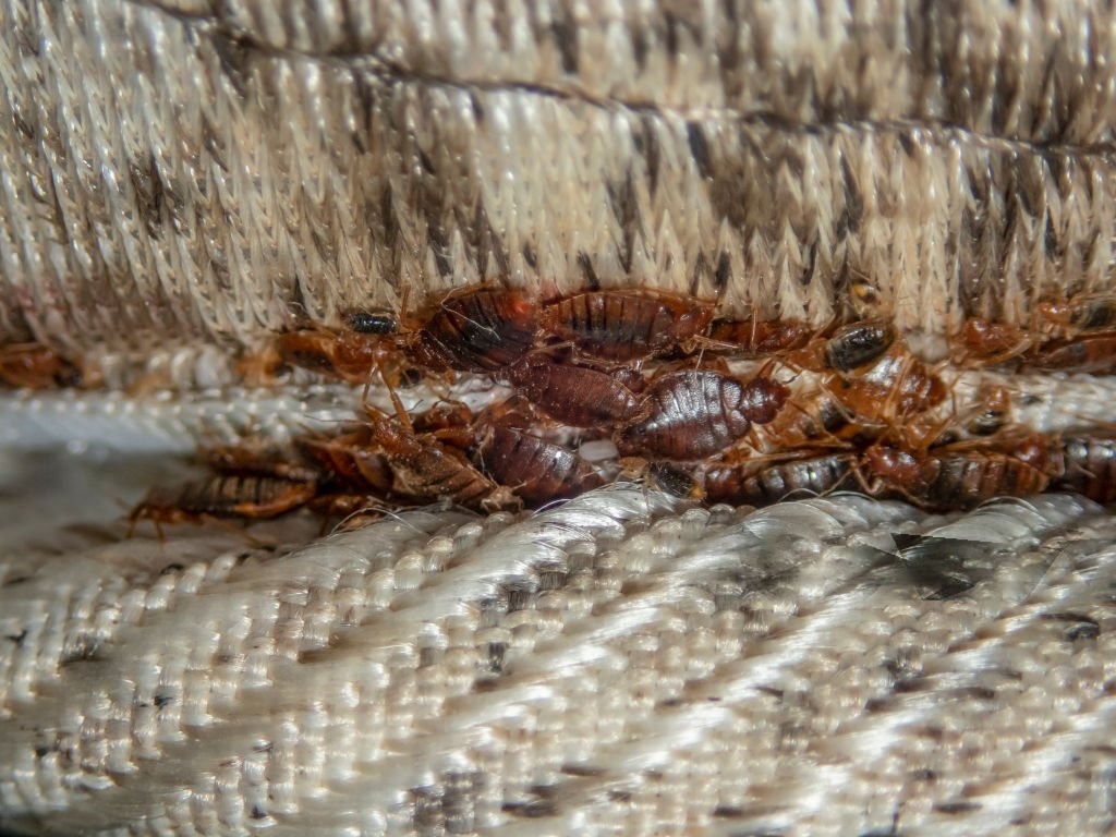 wmremove-transformed Professional bed bug removal
