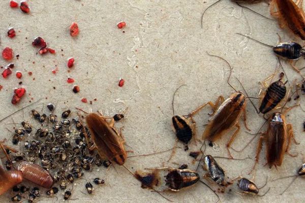 Cockroach Control Process in Salisbury Cockroach Control Process in Salisbury