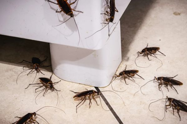 Cockroach Control Process Cockroach Control Process