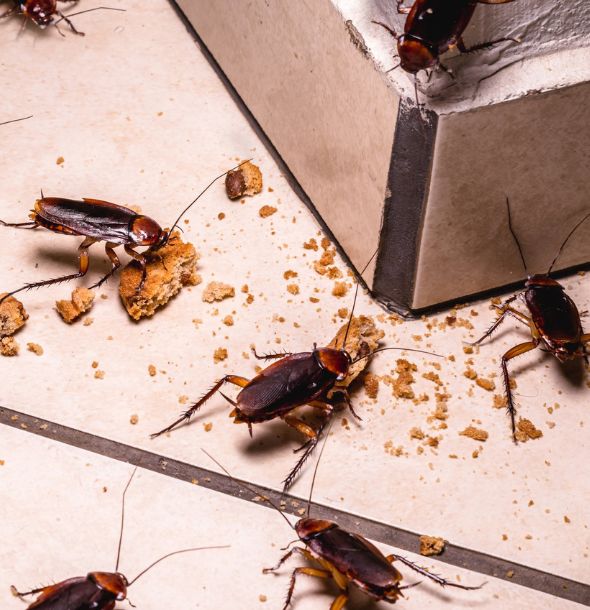 Cockroach Control Services in Salisbury Cockroach Control Services in Salisbury