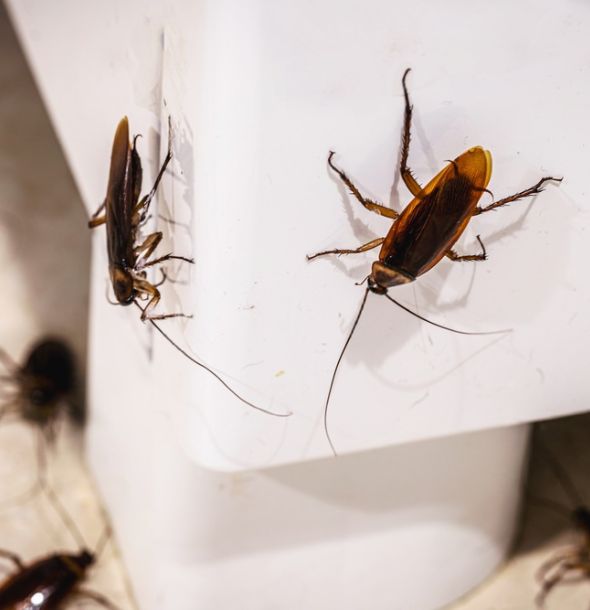 Cockroach Control Services in Salisbury Cockroach Control Services in Salisbury